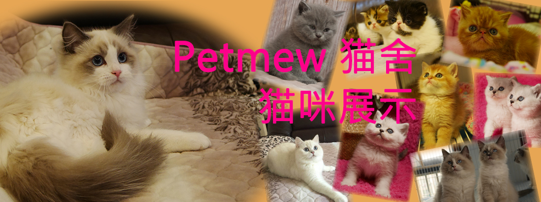 Petmew 猫舍 猫咪展示